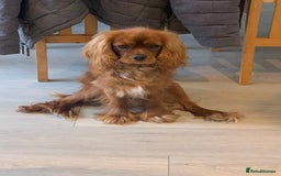 Cavalier King Charles Spaniel dogs for stud: Ruby Cavalier King Charles Spaniel for Stud duties - Image 4