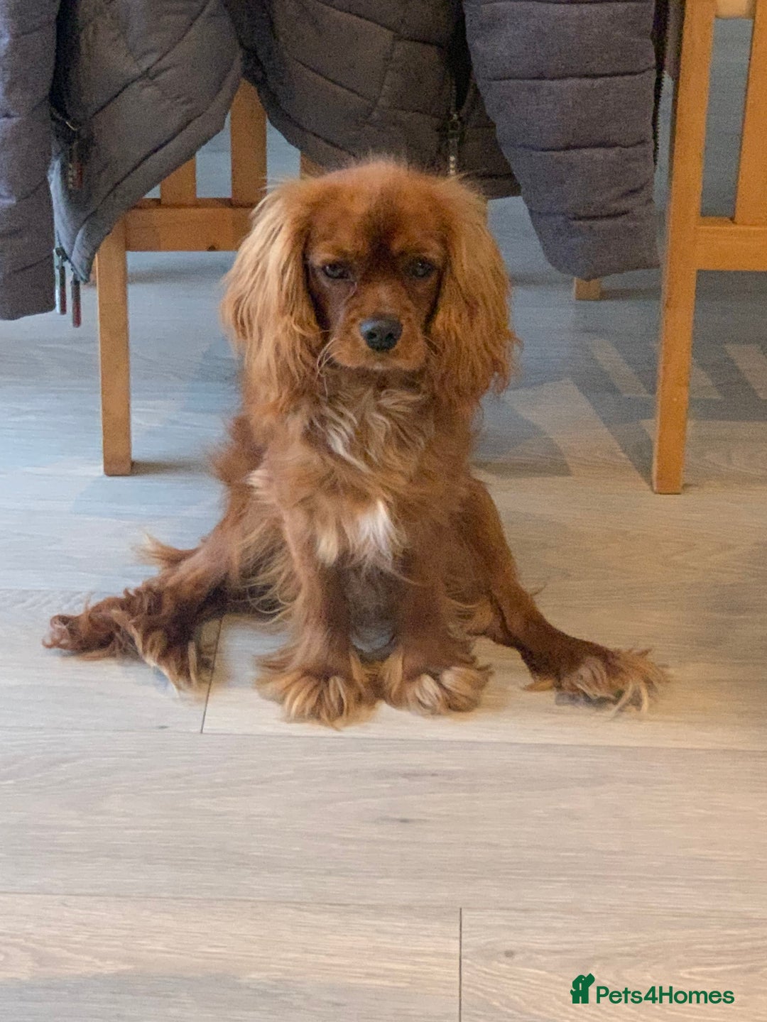 Cavalier King Charles Spaniel dogs for stud: Ruby Cavalier King Charles Spaniel for Stud duties - Image 4