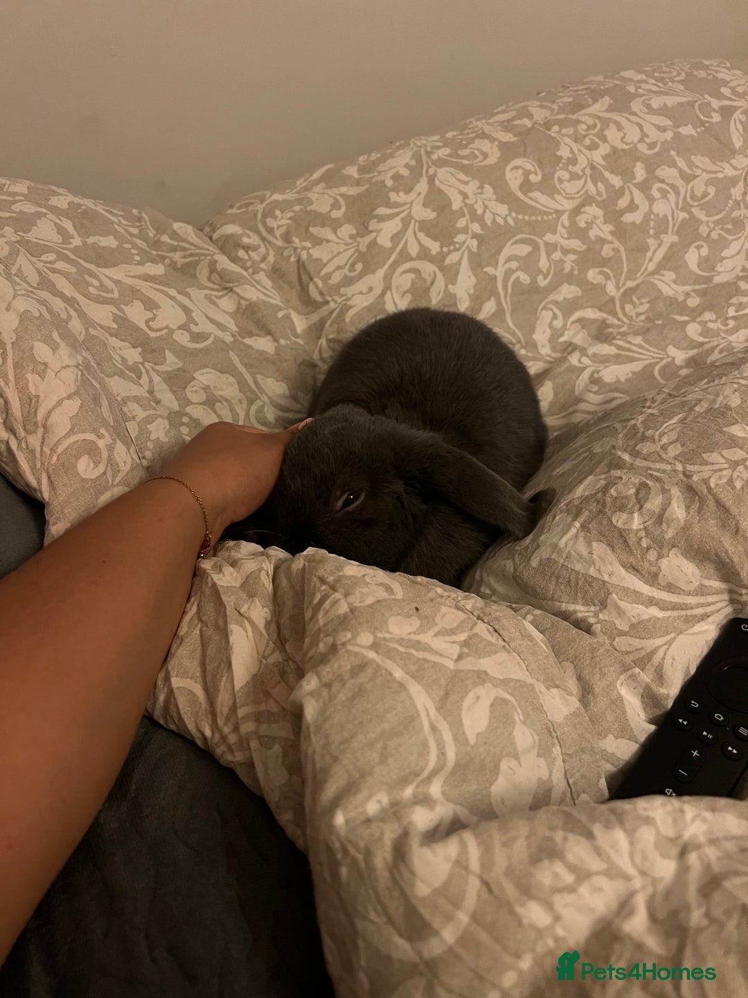 Mini Lop rabbits for sale: 🐰 Ernie the Bunny- looking for a loving new home  - Image 14