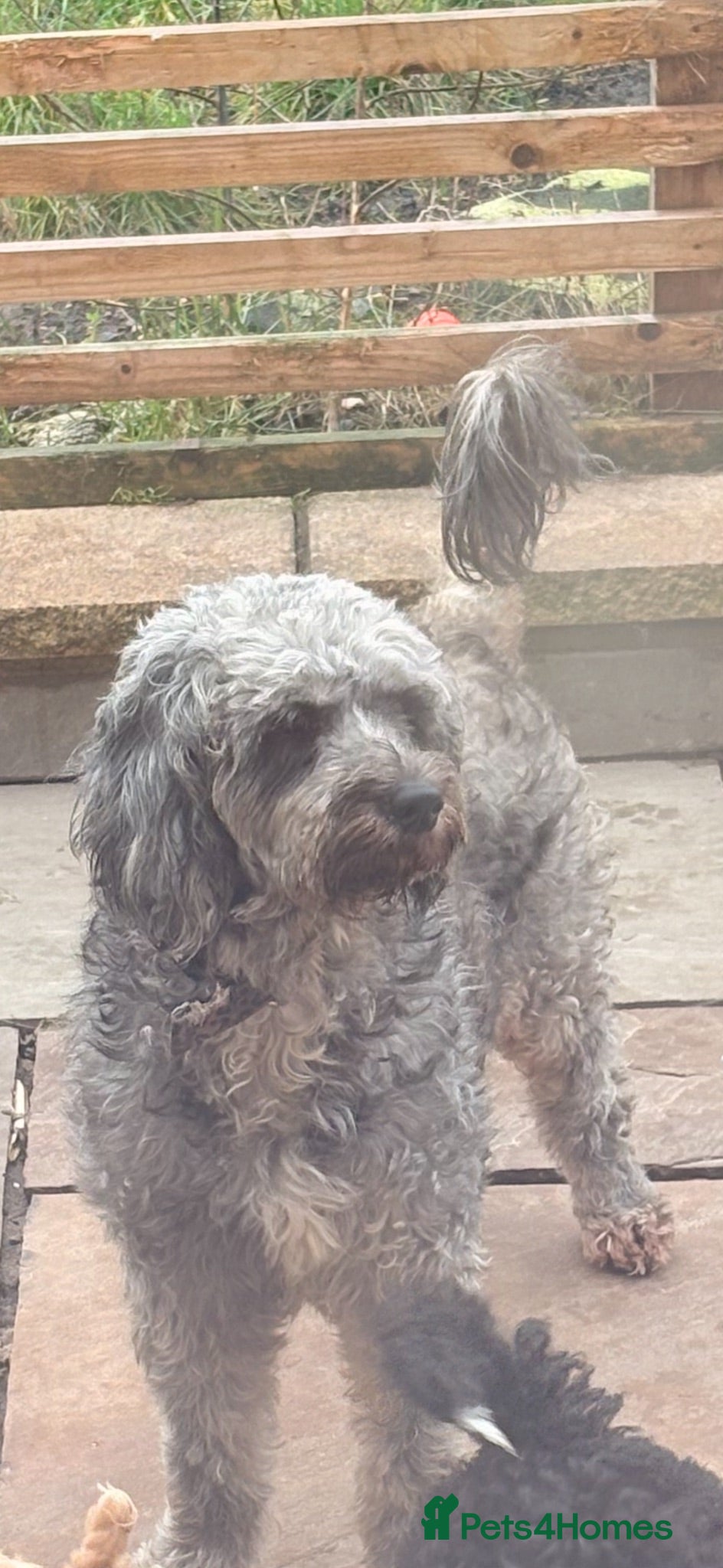 Mini Goldendoodle dogs Gorgeous Blue Merle Mini Goldendoodle - Advert 2