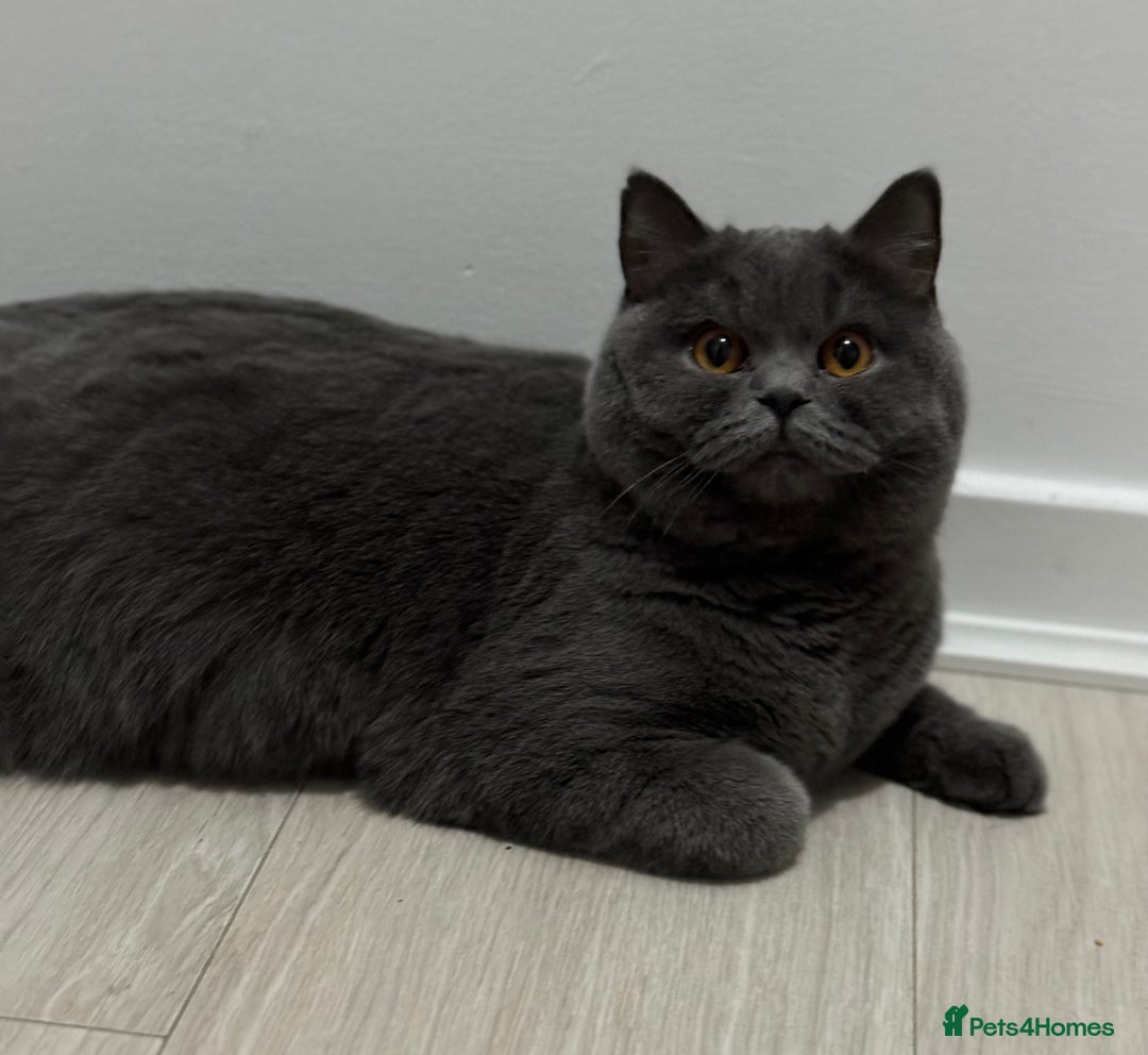 British Shorthair cats for sale: British Shorthair Kittens - Advert 12