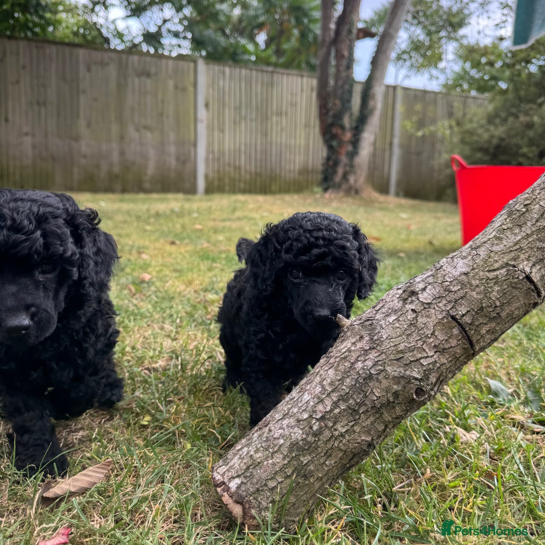 Miniature Poodle dogs for sale: DNA Health tested.Miniature KC Poodle Puppies - Image 8