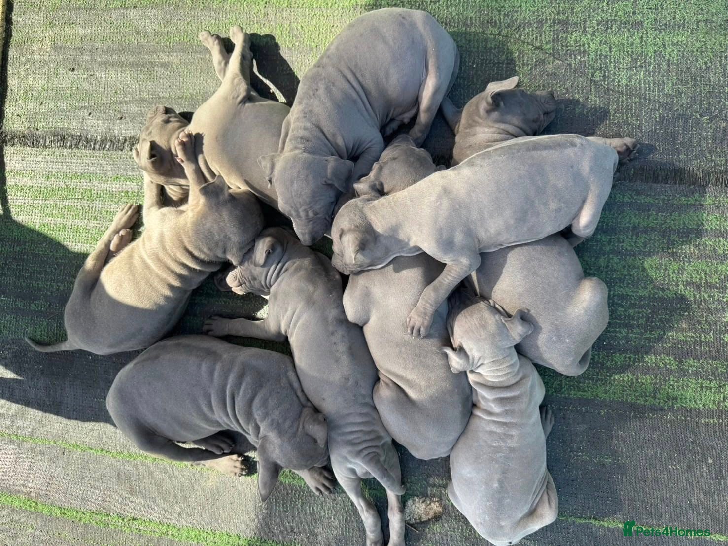 Thai Ridgeback dogs Stunning Blue Thai Ridgeback Puppies for Sale - Advert 1