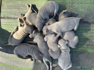 Thai Ridgeback dogs Stunning Blue Thai Ridgeback Puppies for Sale - Advert 1