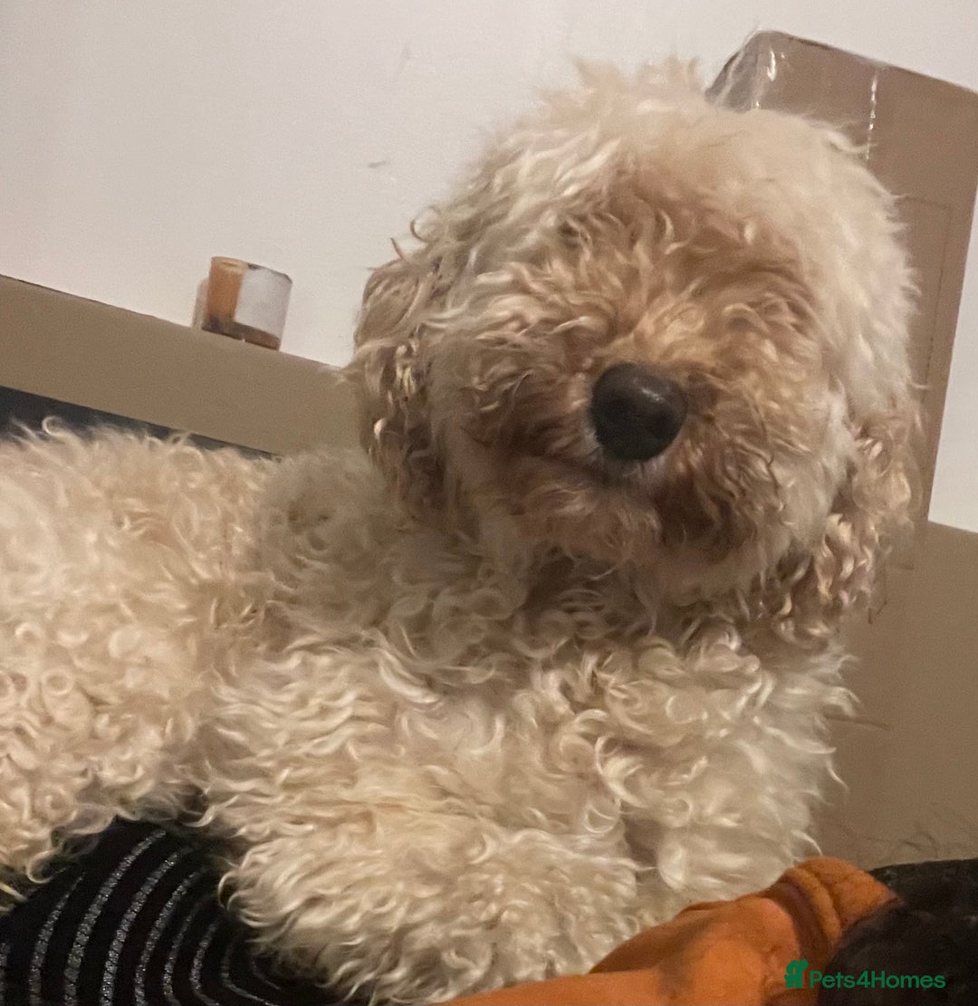 Australian Labradoodle dogs for sale: Meet Yasmin! - Advert 1