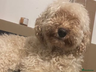 Australian Labradoodle dogs Meet Yasmin! - Advert 2