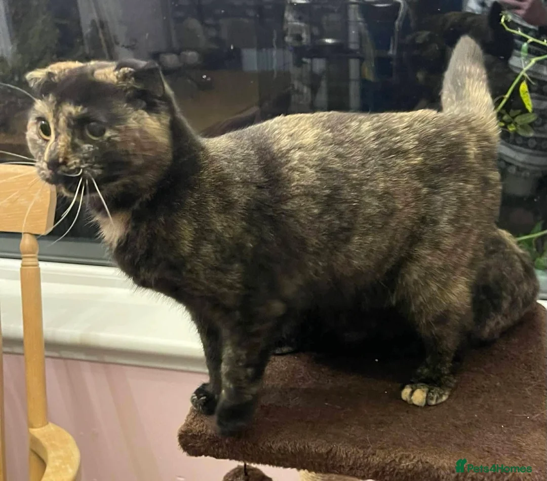 Scottish Fold cats for sale: Scottish fold cross Munchkins in Ballater - Advert 6