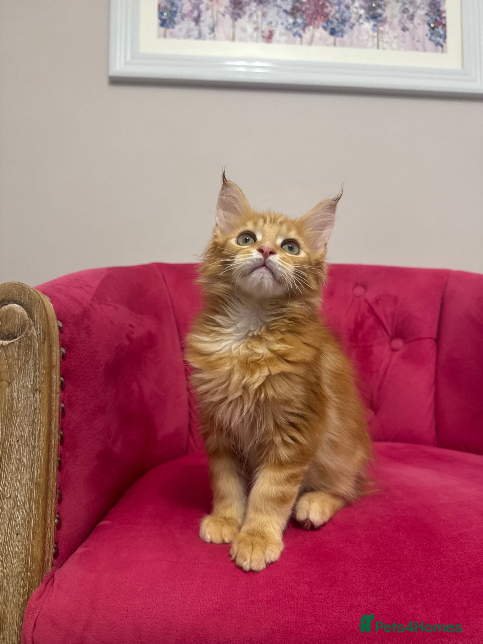Maine Coon cats Maine Coon Kittens 🏆 20+ gen 🧬 Full Pedigree - Advert 1