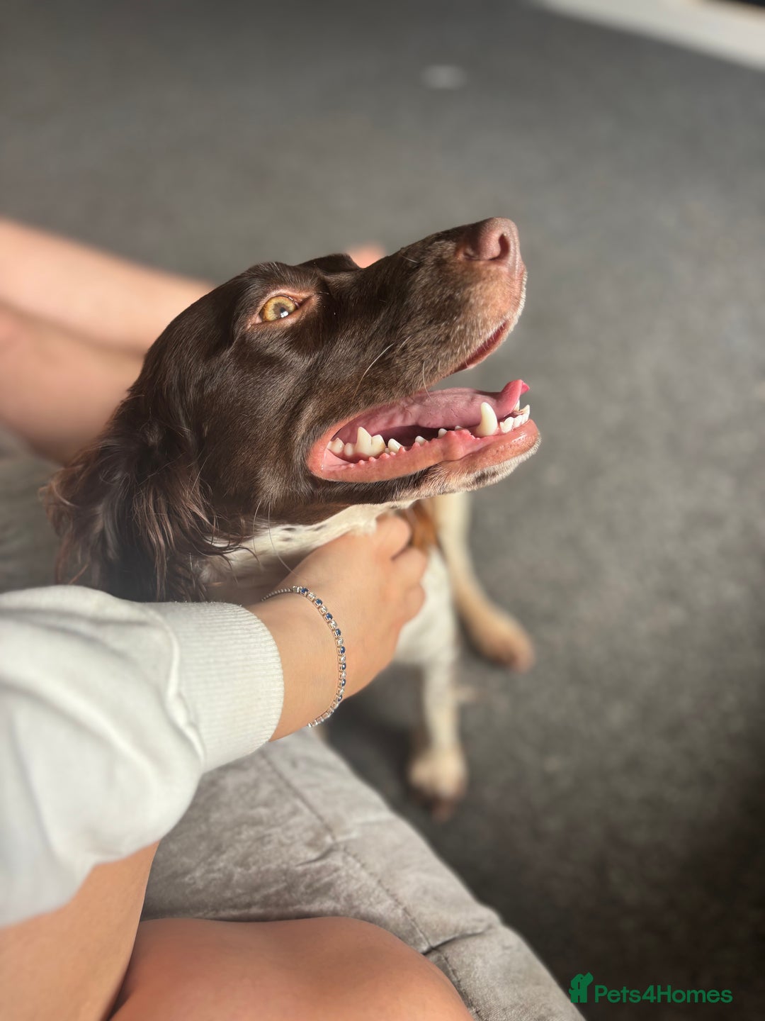 English Springer Spaniel dogs for sale: Floss  - Image 1