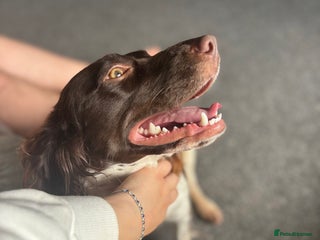English Springer Spaniel dogs - Advert 1