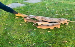 Miniature Dachshund dogs for sale: Stunning miniature dash’s  - Image 2