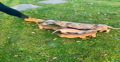 Miniature Dachshund dogs - Advert 10