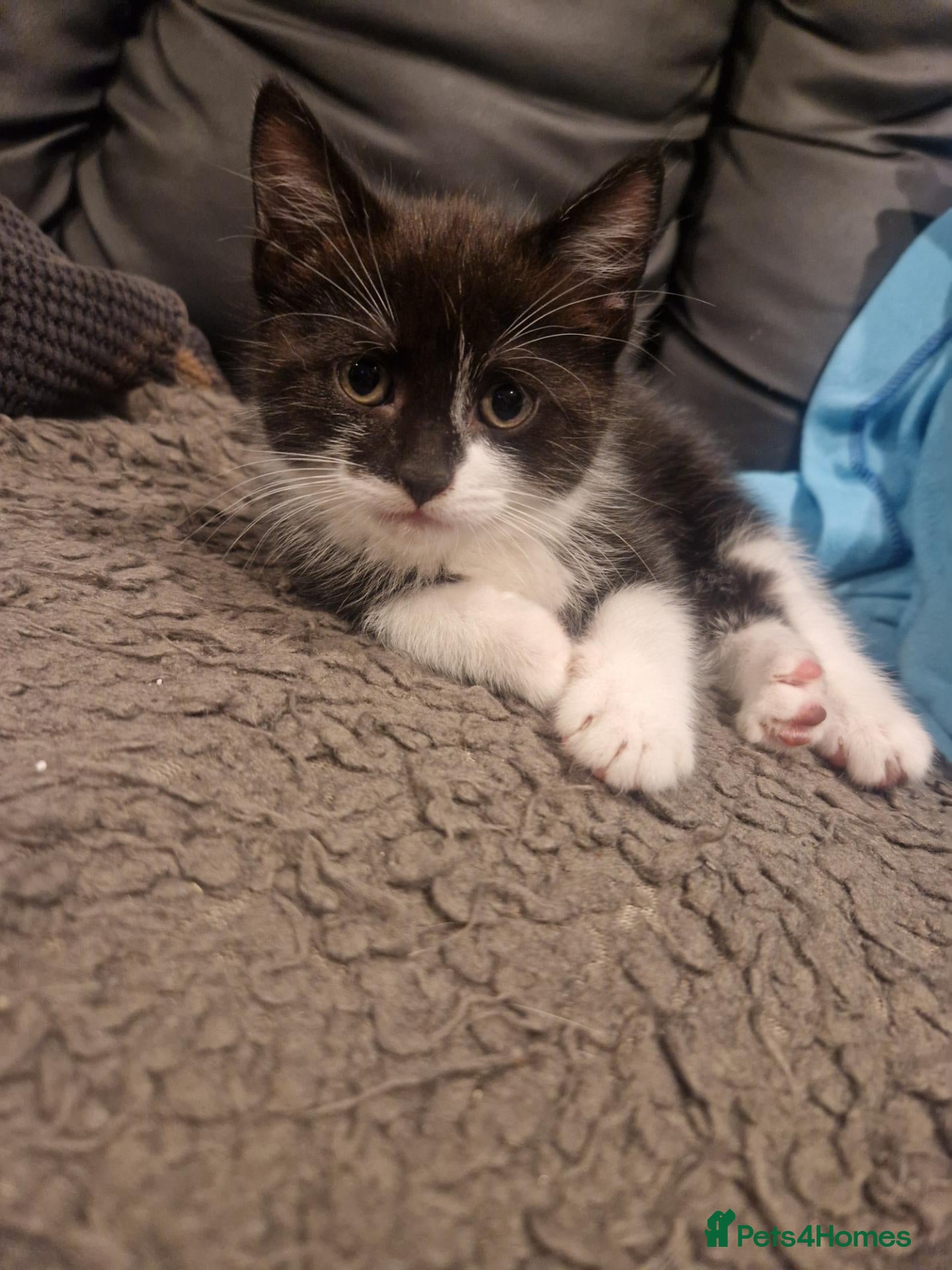 Mixed Breed cats READY NOW Reduced price  Beautiful little kittens - Advert 10