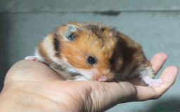 Hamster rodents for sale: OLDER STUNNING TAME PEDIGREE HAMSTERS - Image 2