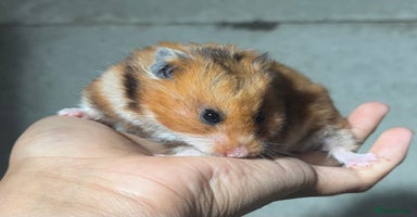 Hamster rodents - Advert 4