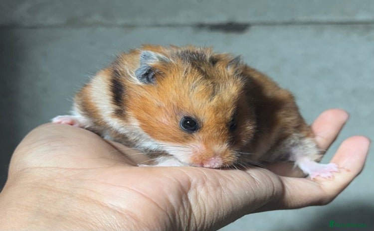 Hamster rodents - Advert 1