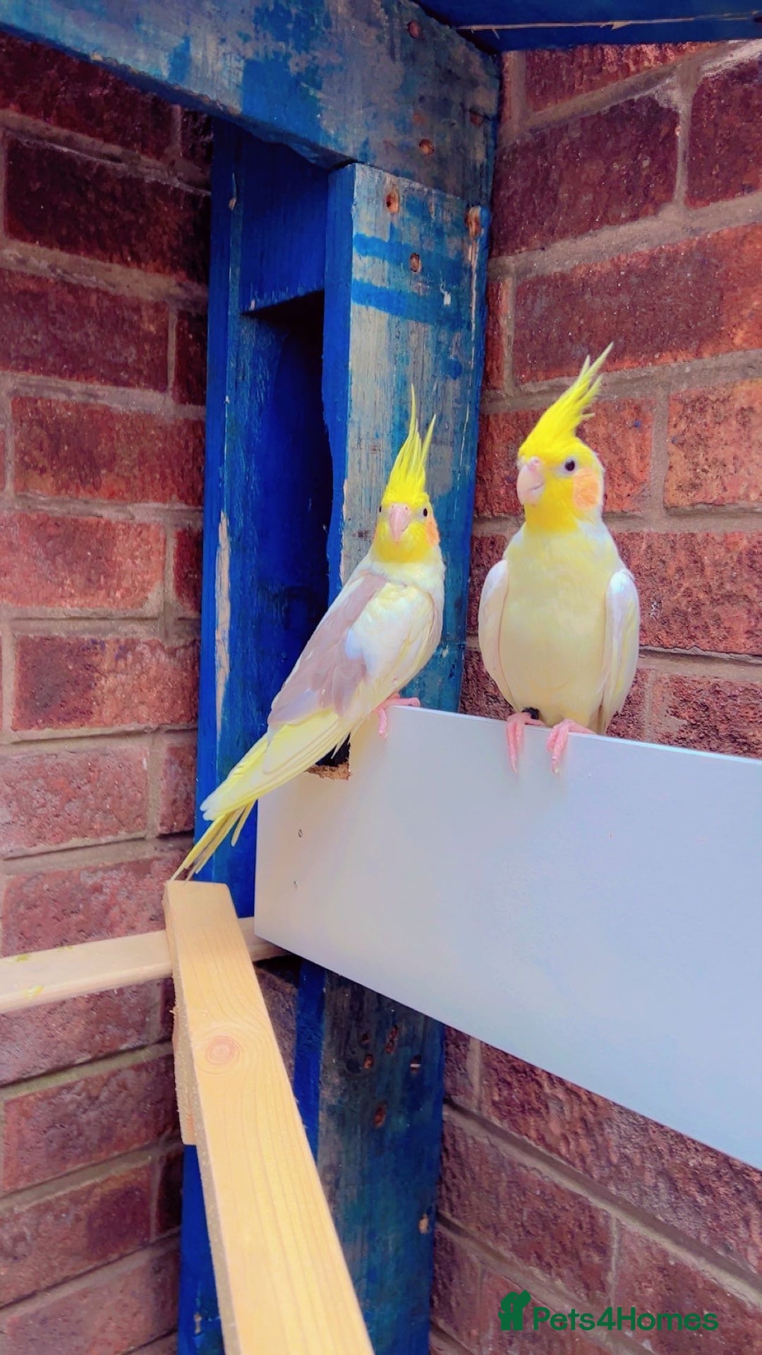 Parakeets birds for sale: Male cockatiel - Image 1