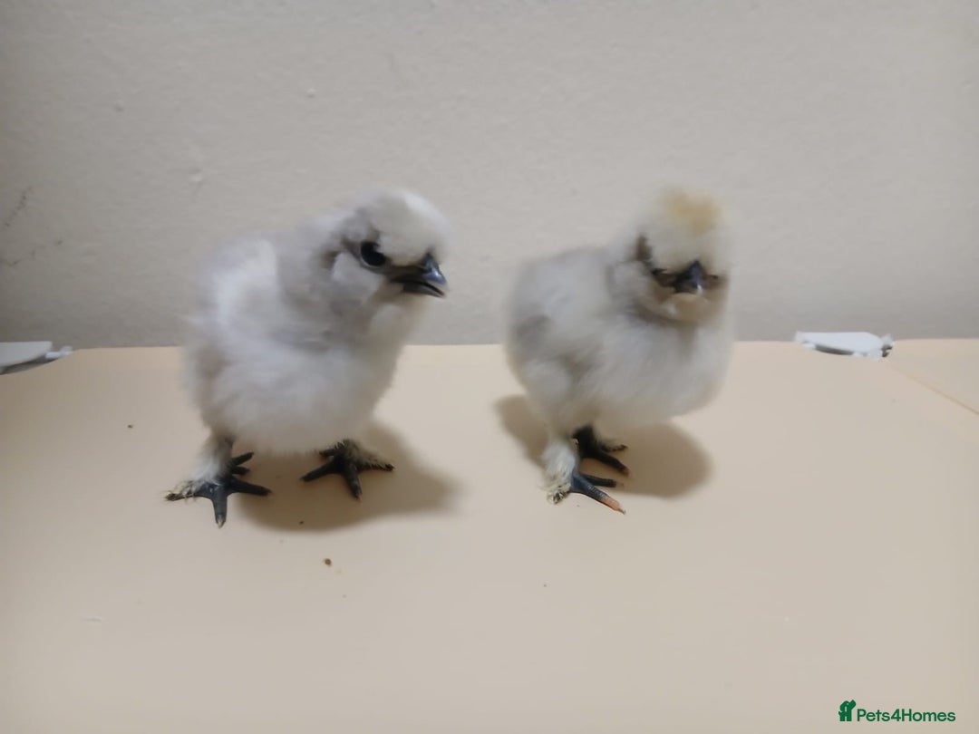 Chickens poultry for sale: Bantam Silkie H@tching Eggs Collection/Posted - Advert 6