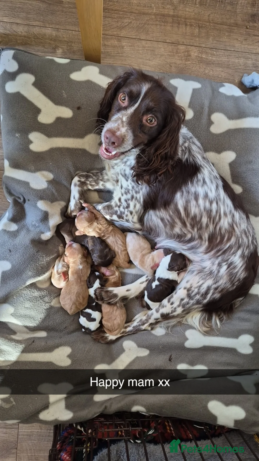 Cocker Spaniel dogs for sale: Stunning cocker spaniel puppies in Hartlepool - Advert 1