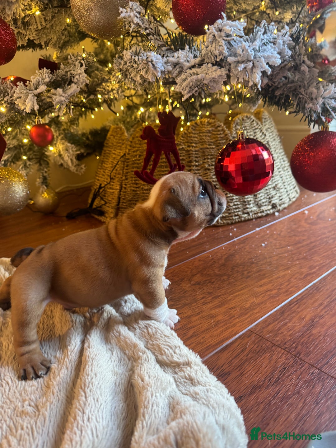 English Bulldog dogs for sale: Red and White English Bulldogs  - Advert 9