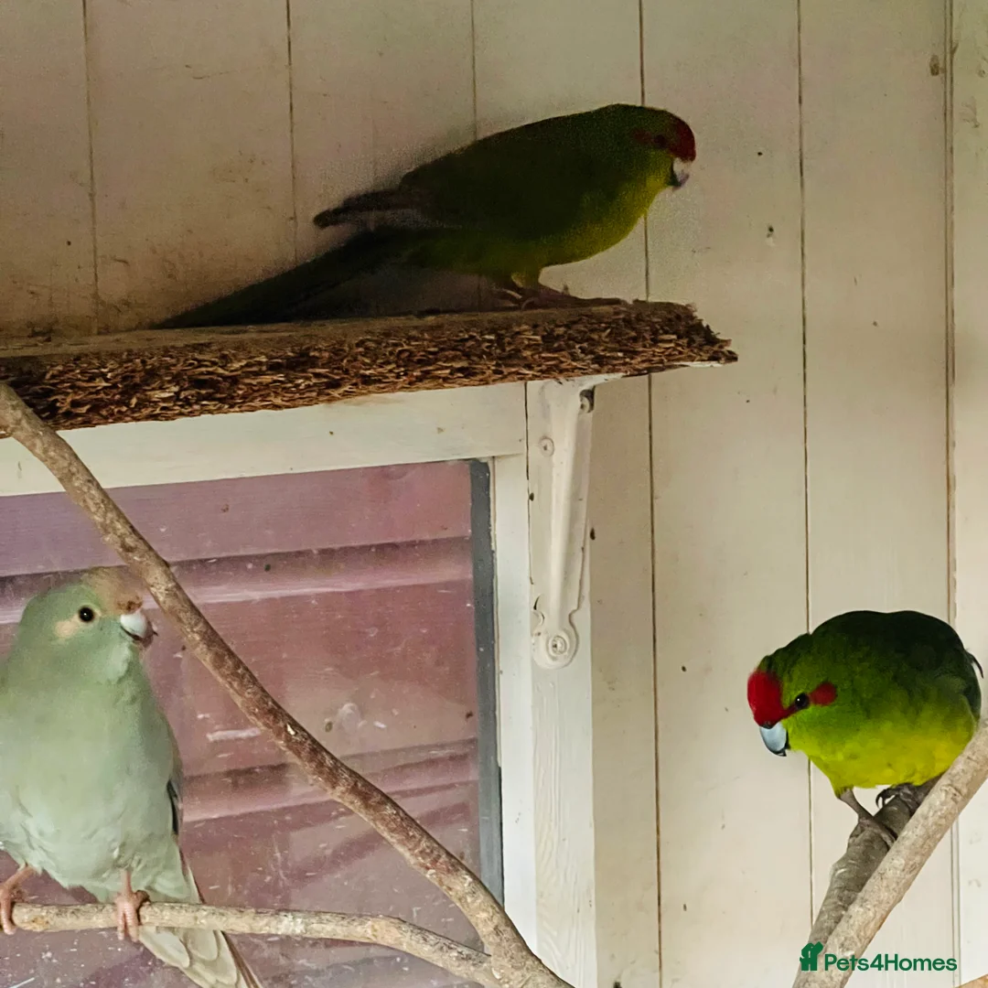 Parakeets birds for sale: Kakkarikka (parakeet) pair £100 - Advert 4