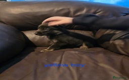 Shepsky dogs for sale: 7 beautiful shepsky puppies - Advert 4