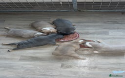 Mixed Breed dogs for sale: English bulldogs  - Advert 29