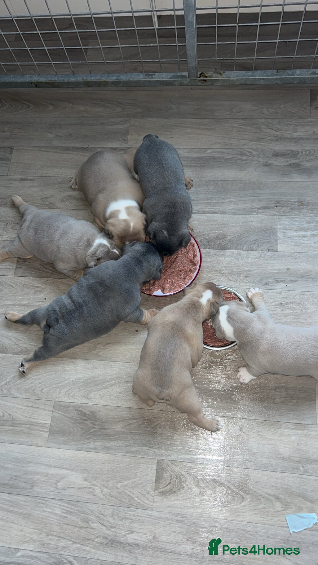 Mixed Breed dogs for sale: English bulldogs  - Advert 29