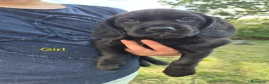 Cockerdor 4