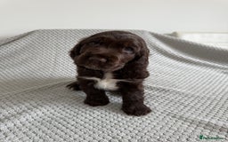 Cocker Spaniel dogs for sale: Beautiful show cocker spaniel puppy - Image 1