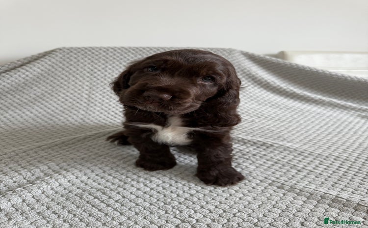 Cocker Spaniel dogs - Advert 8