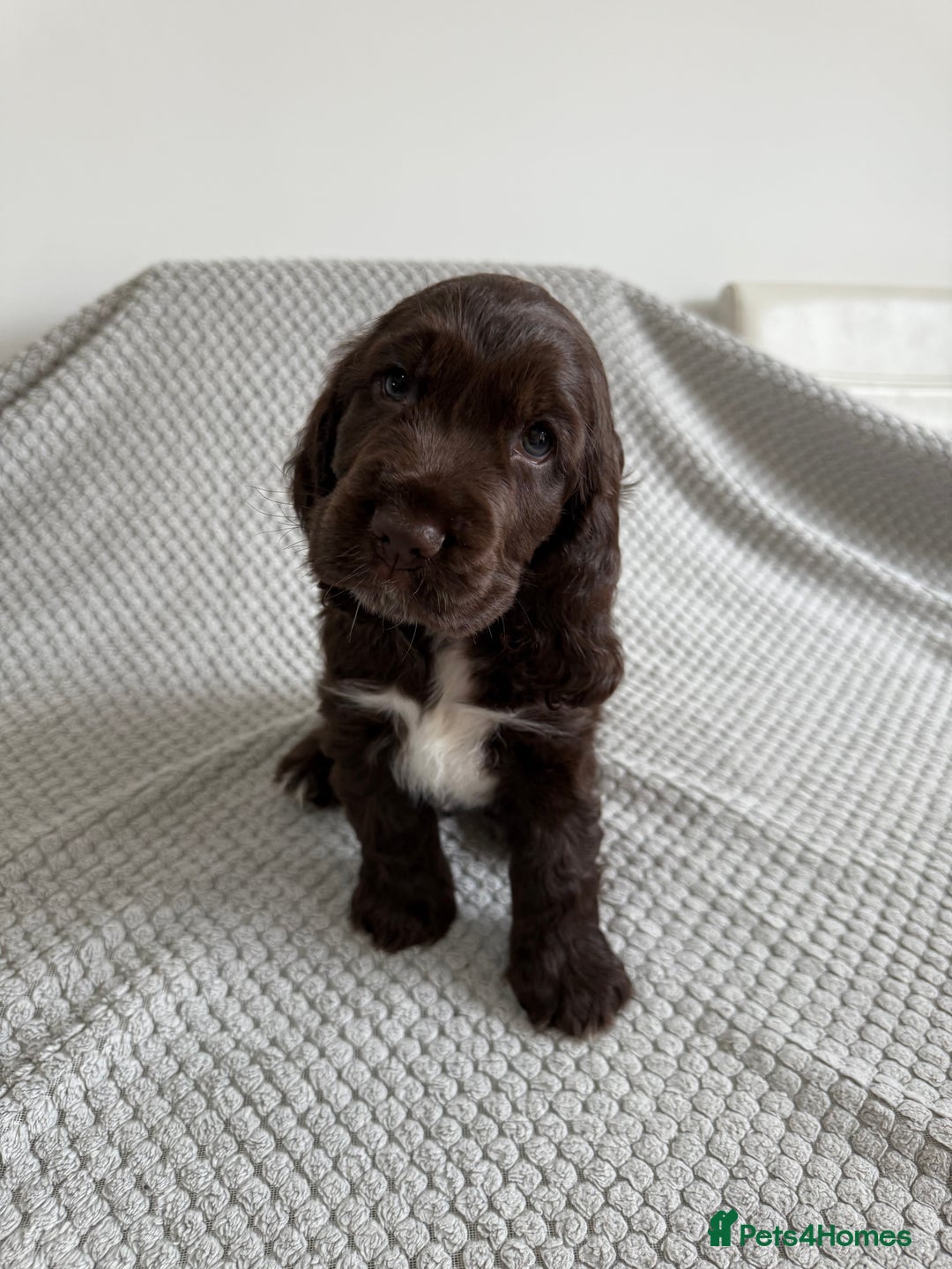 Cocker Spaniel dogs for sale: Beautiful show cocker spaniel puppy - Image 1