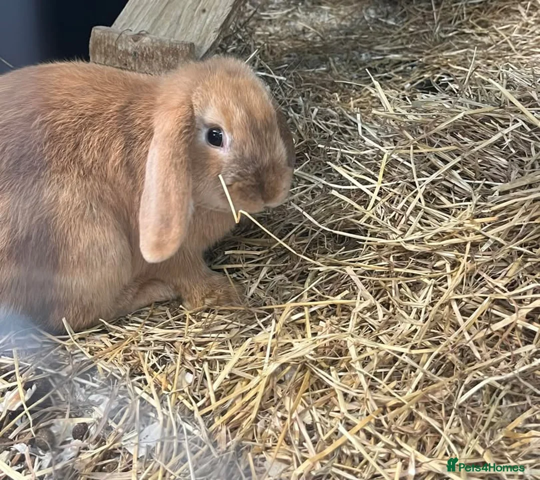 Dutch rabbits for sale: Rabbits for sale  in Northallerton - Advert 2