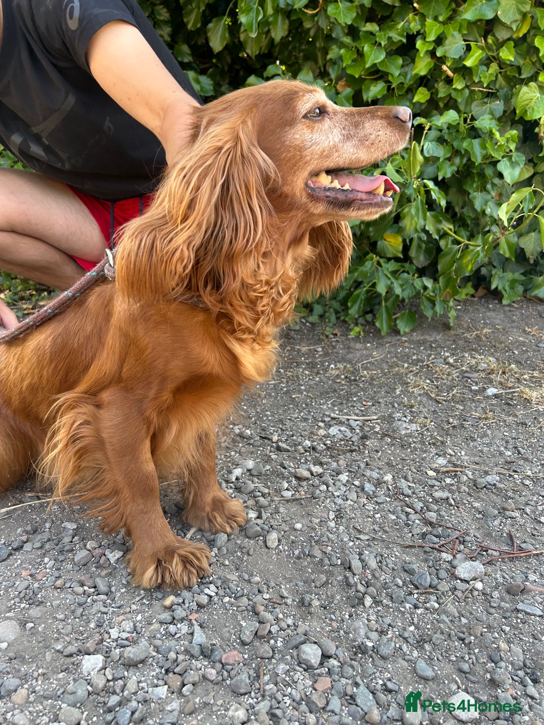 Cocker Spaniel dogs for sale: Beautiful, very friendly Cocker girls - Image 4