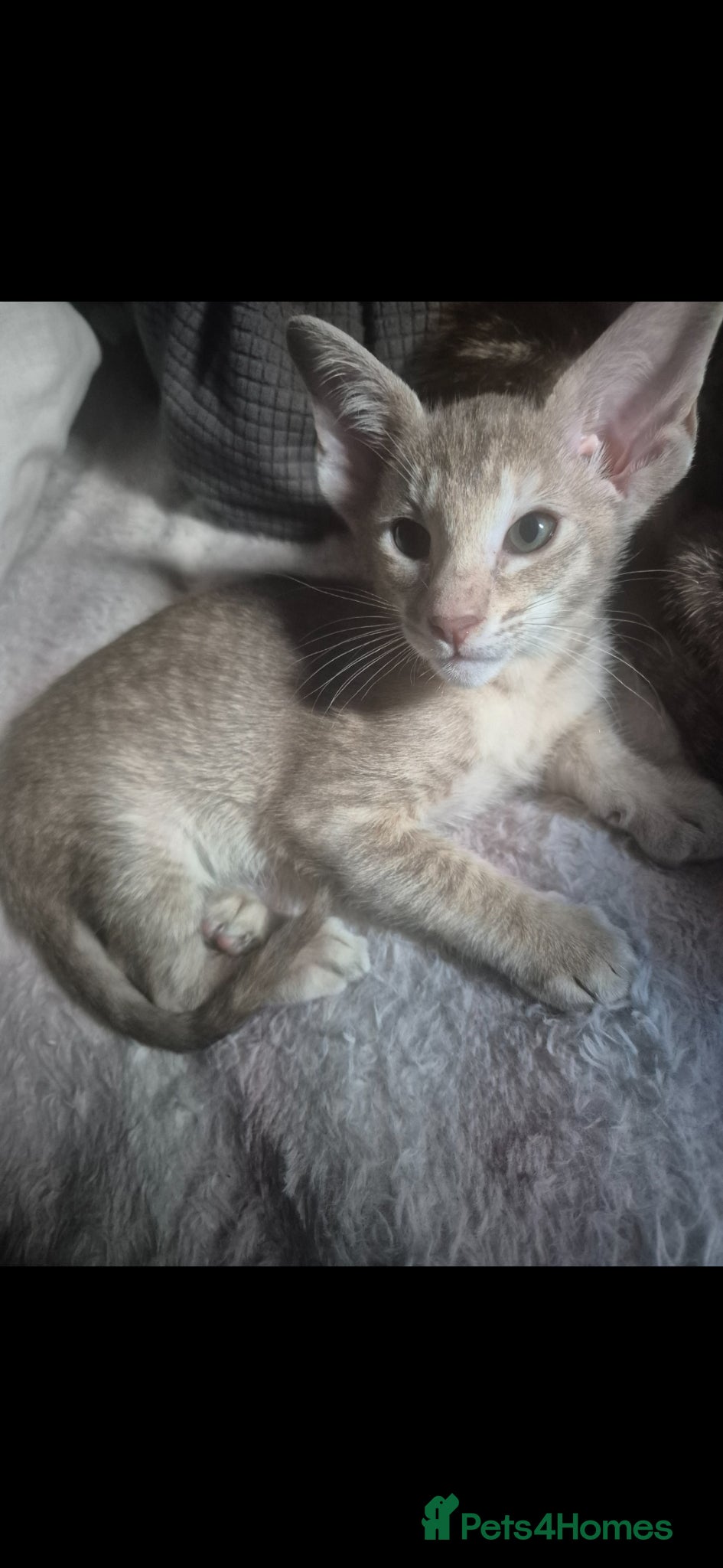 Oriental cats Pedigree Oriental kittens ( only 1 remaining ) - Advert 10