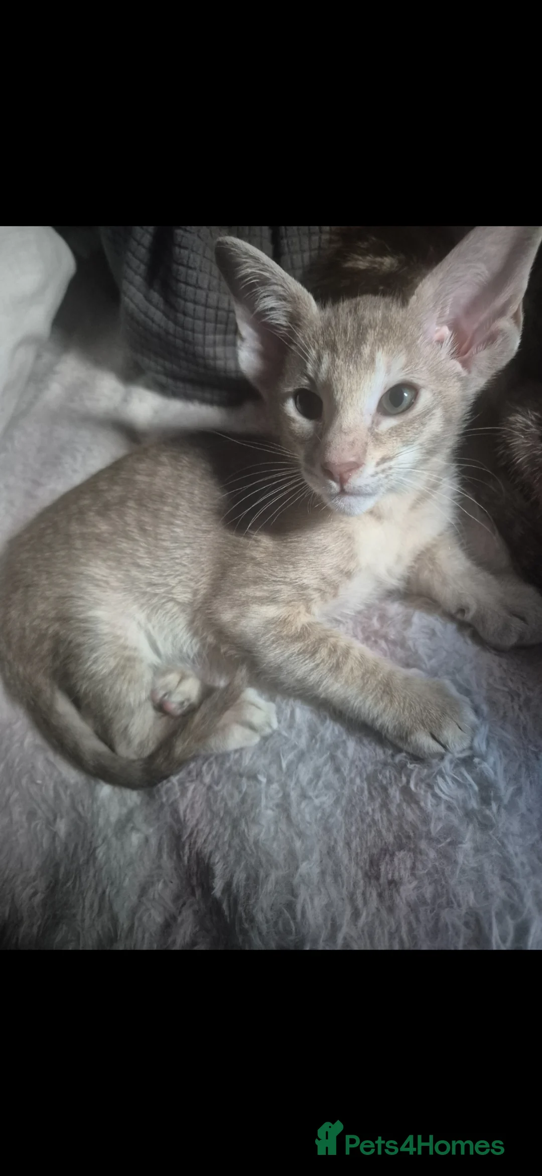 Oriental cats for sale: Pedigree Oriental kittens ( only 1 remaining ) - Advert 1