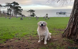 Golden Retriever dogs for stud: KC REGISTERED STUNNING STUD DOG in Beverley - Image 14