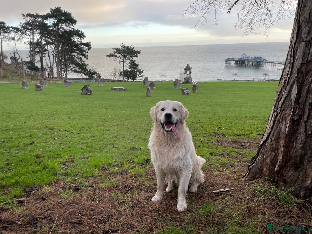 Golden Retriever dogs for stud: KC REGISTERED STUNNING STUD DOG in Beverley - Image 14
