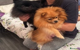 Pomeranian dogs for sale: Fluffy and adorable Pomeranian puppies - Image 15