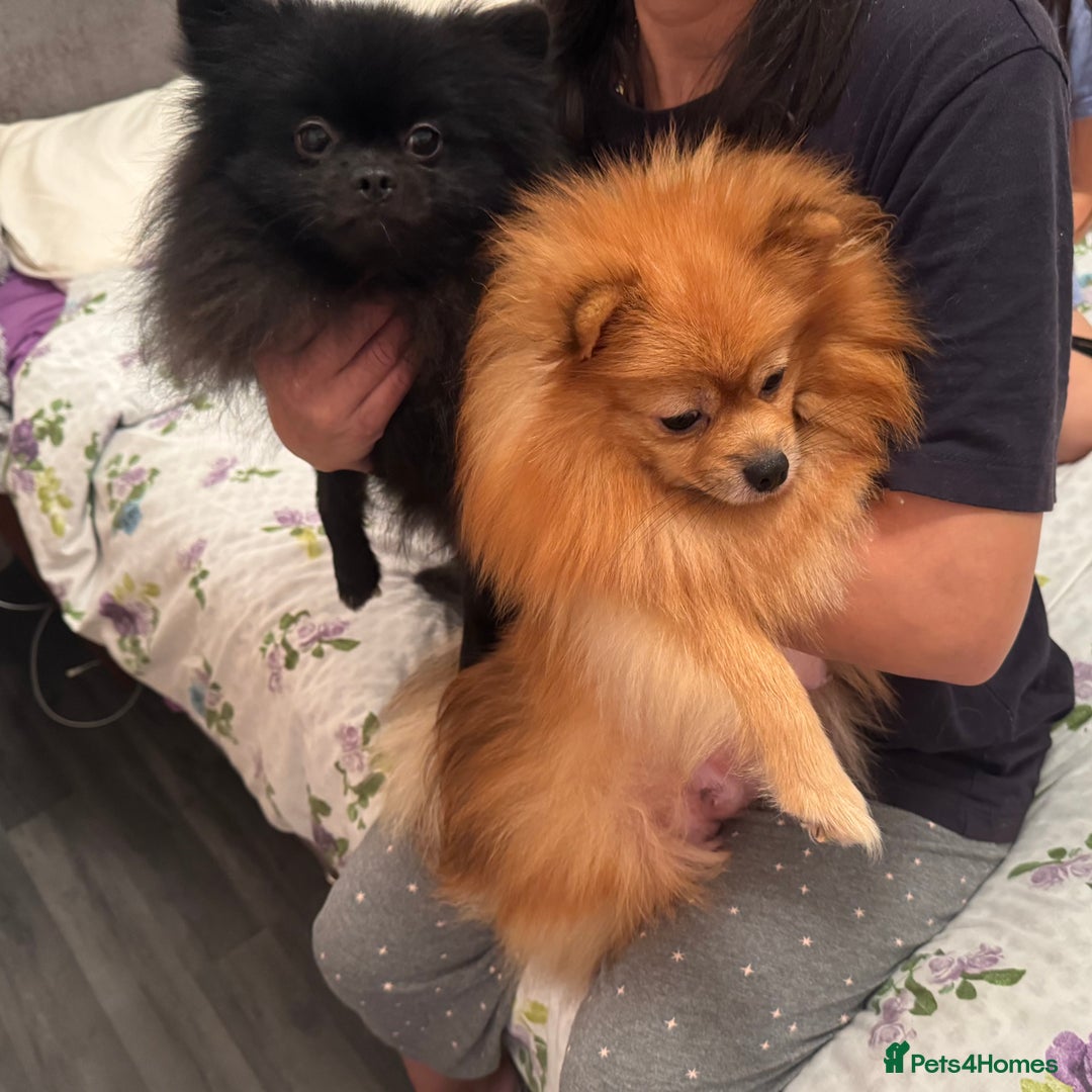 Pomeranian dogs for sale: Fluffy and adorable Pomeranian puppies - Image 15