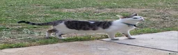 Mixed Breed cats for sale: 3 Gorgeous Kittens - Advert 2