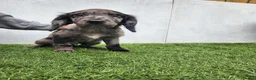 Cocker Spaniel dogs for sale: Cocker spaniel pups!  - Advert 9