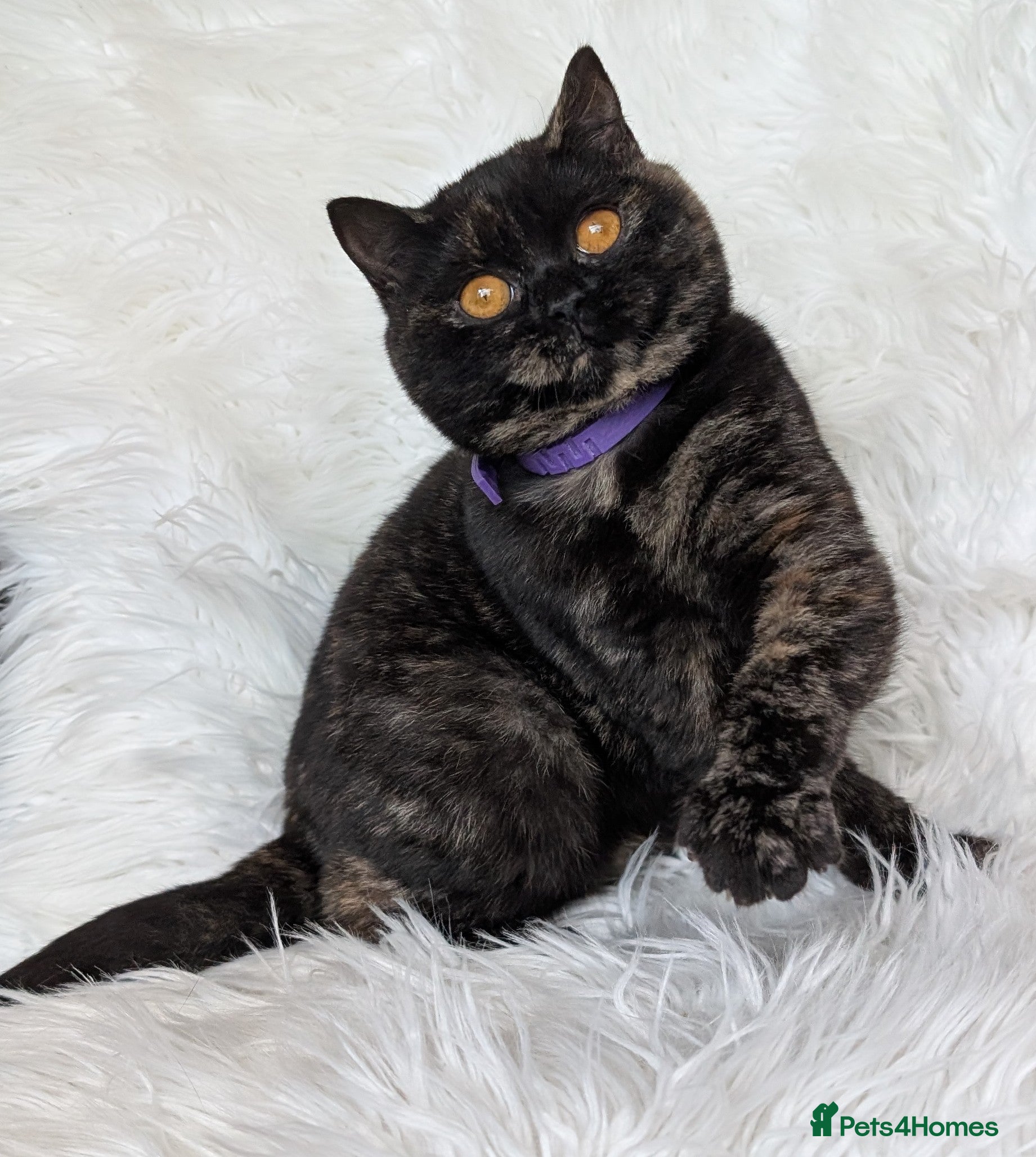 British Shorthair cats Gorgeous British shorthair kitten (read full add) - Advert 1