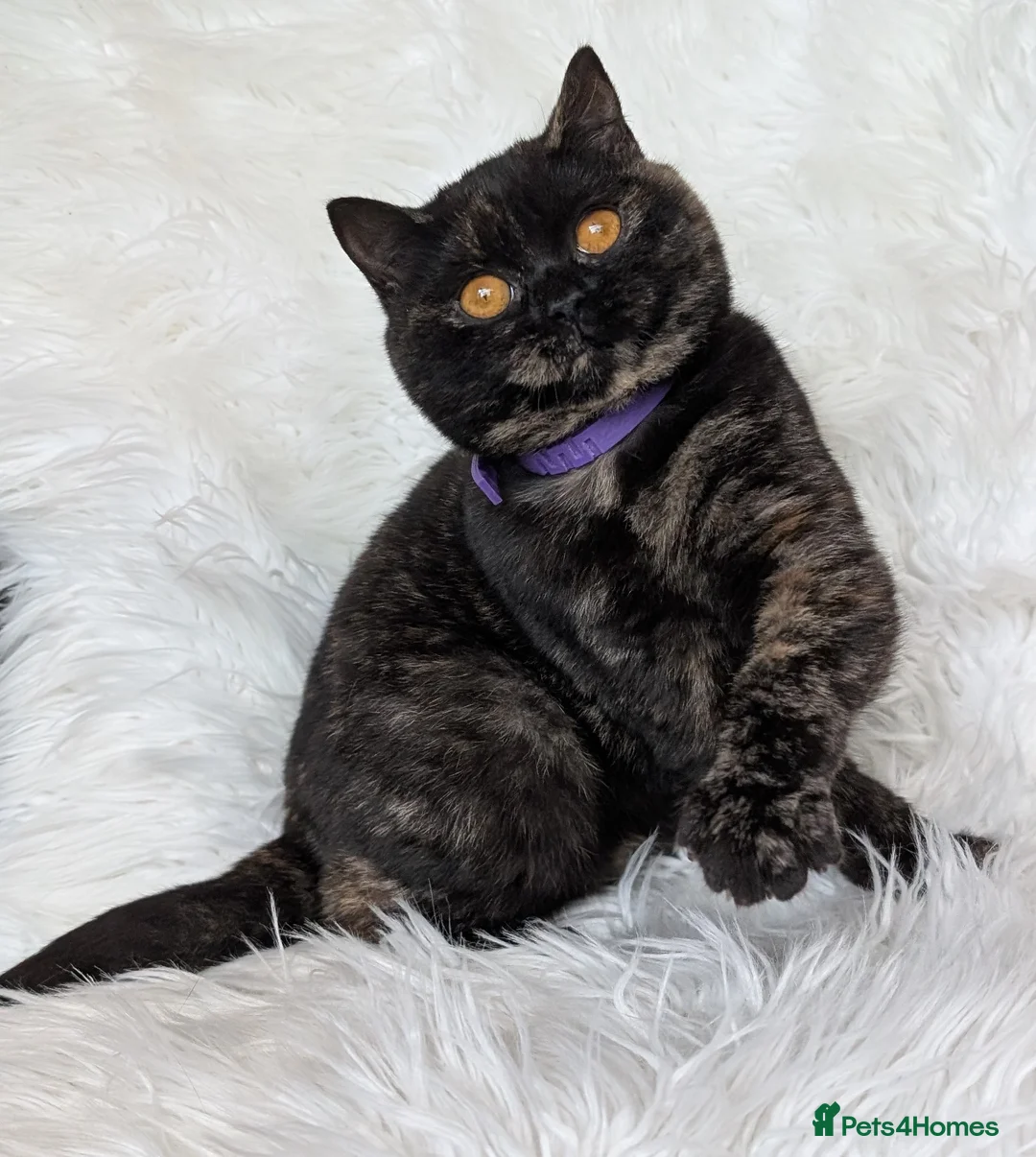 British Shorthair cats for sale: Gorgeous British shorthair kitten (read full add) - Advert 1