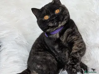 British Shorthair cats Gorgeous British shorthair kitten (read full add) - Advert 1