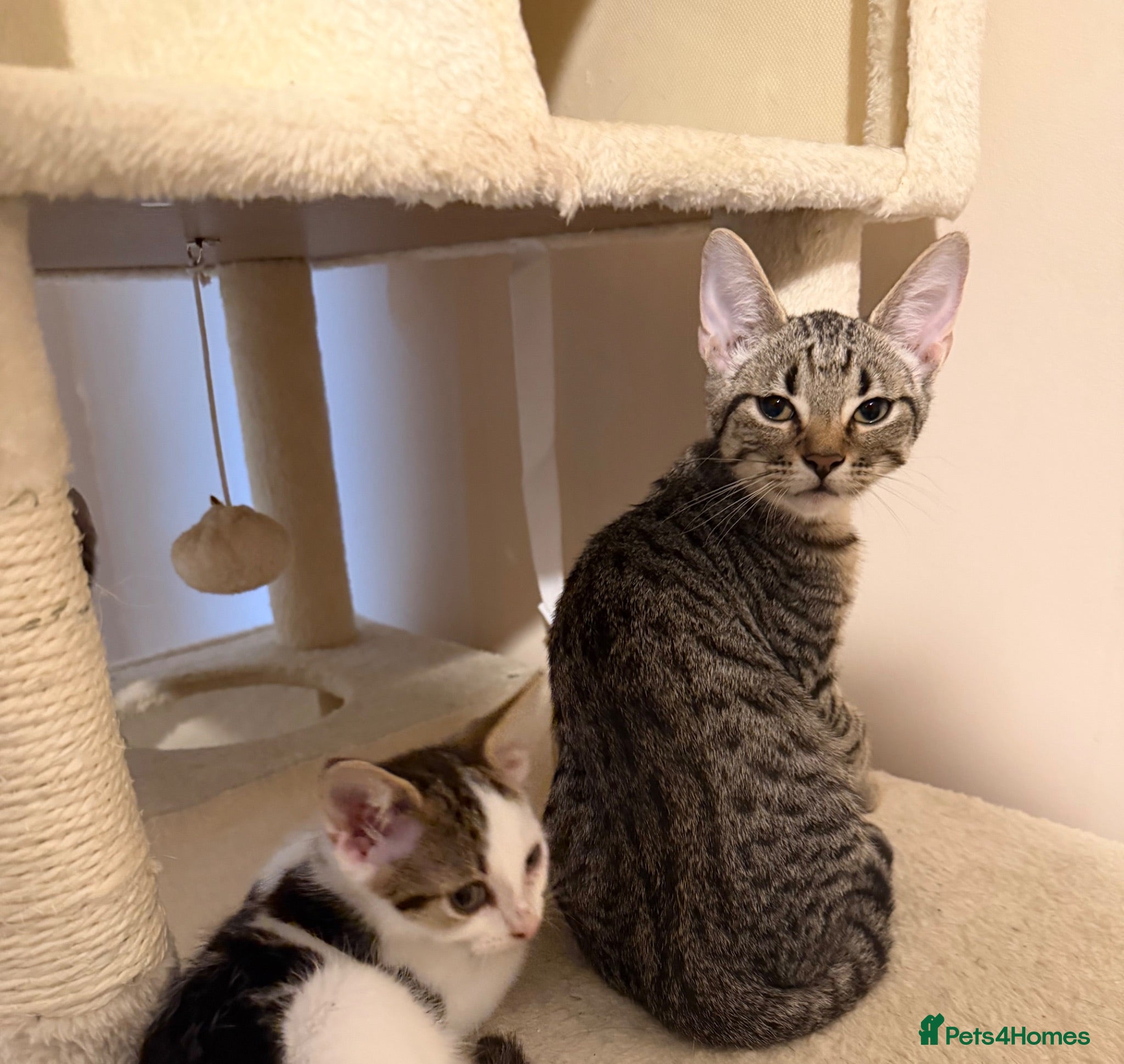 Mixed Breed cats Kittens ready for their forever home  - Advert 11