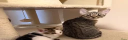 Mixed Breed cats for sale: Kittens ready for their forever home  in Nelson - Advert 1