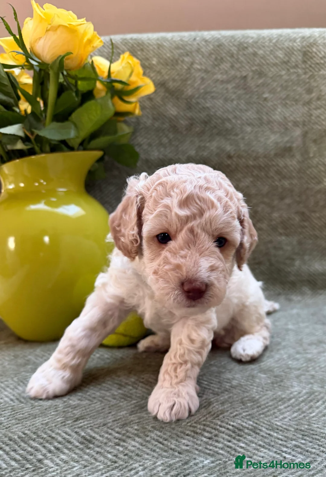 Labradoodle dogs for sale: Gorgeous 3rd Gen Miniature Labradoodle Puppies - Advert 11