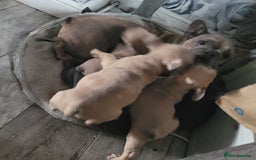 French Bulldog dogs for sale: Frenchy  - Image 13