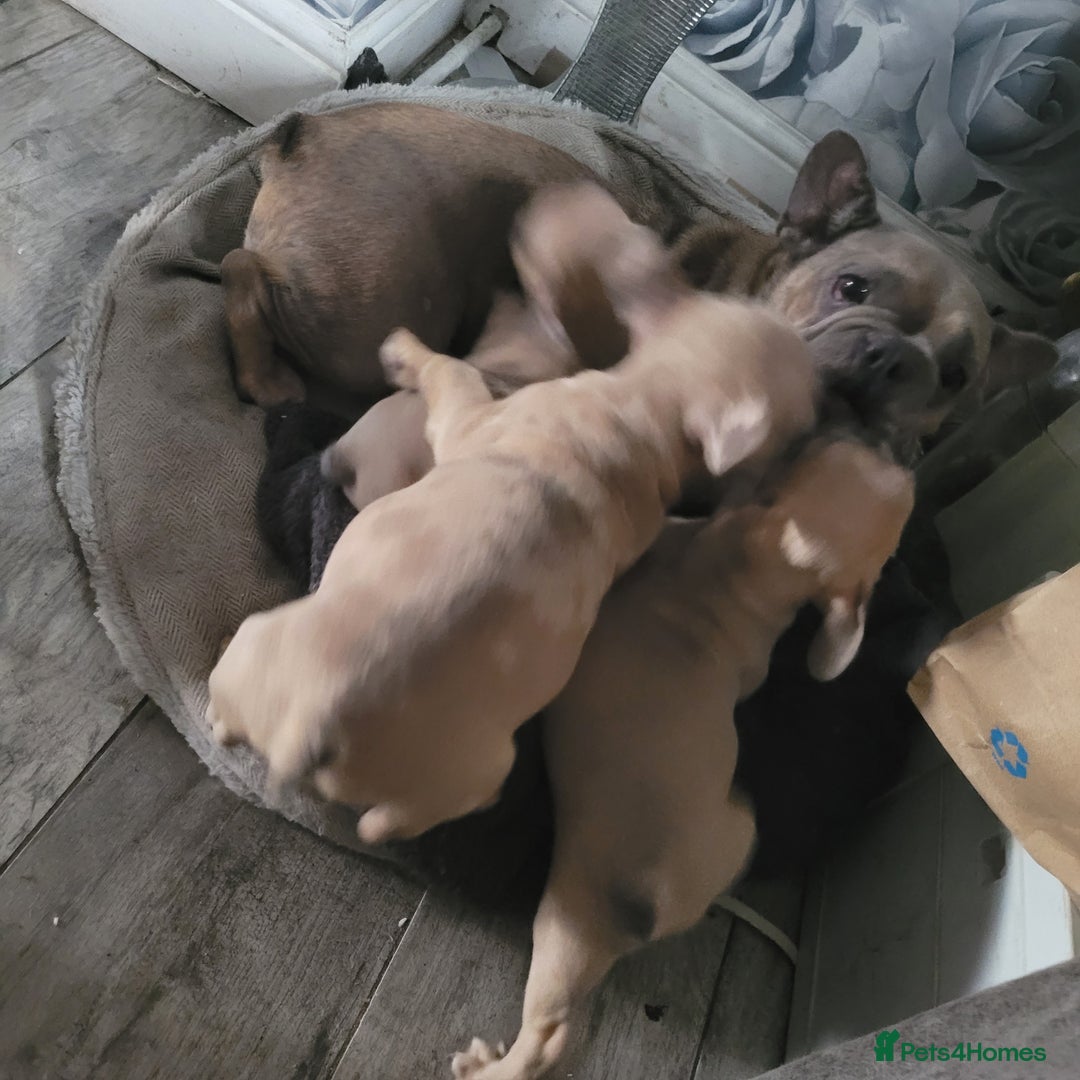 French Bulldog dogs for sale: Frenchy  - Image 13